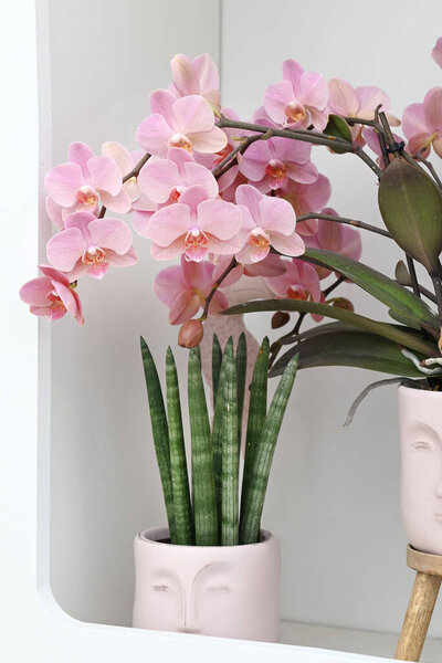 Красивые цветы из тропической японской орхидеи. Высокое качество фото