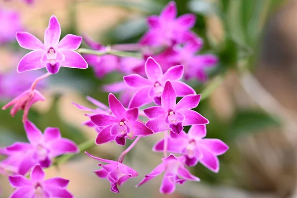 Bellissimi Fiori Dell Orchidea Tropicale Giapponese Foto Alta Qualità — Foto Stock