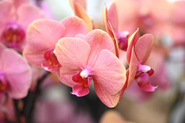 Красивые цветы из тропической японской орхидеи. Высокое качество фото