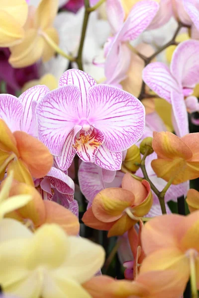 Piękne Kwiaty Tropikalnej Japońskiej Orchidei Wysokiej Jakości Zdjęcie — Zdjęcie stockowe