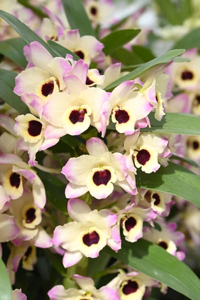 Vackra Blommor Från Den Tropiska Japanska Orkidén Högkvalitativt Foto — Stockfoto