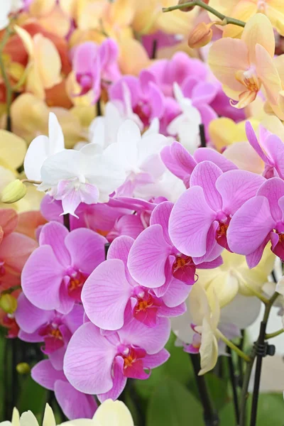 Beautiful Flowers Tropical Japanese Orchid High Quality Photo — Stock Photo, Image