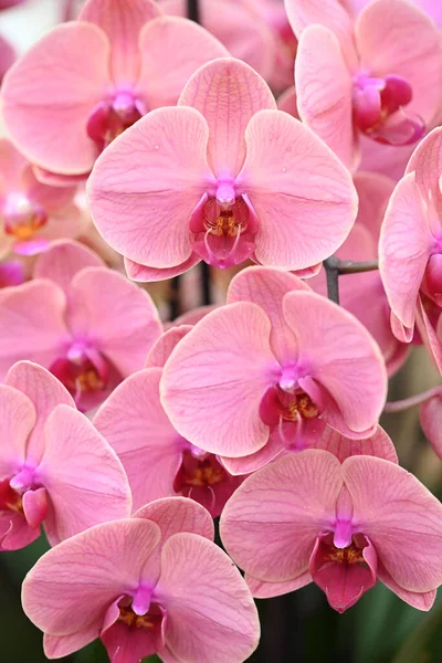 Beautiful Flowers Tropical Japanese Orchid High Quality Photo — Stock Photo, Image