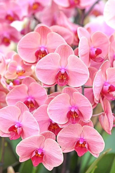 Beautiful Flowers Tropical Japanese Orchid High Quality Photo — Stock Photo, Image