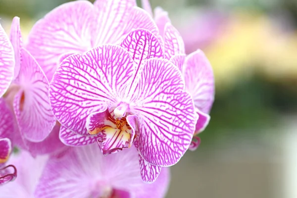 Piękne Kwiaty Tropikalnej Japońskiej Orchidei Wysokiej Jakości Zdjęcie — Zdjęcie stockowe