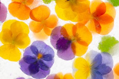 Karmaşık renkte nonoş çiçekleri ve buzlu üzüm sümbülü arka planı. Sezon kartı için kutsanmış yatıyordu. Yüksek kalite fotoğraf