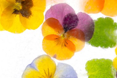 Karmaşık renkte nonoş çiçekleri ve buzlu üzüm sümbülü arka planı. Sezon kartı için kutsanmış yatıyordu. Yüksek kalite fotoğraf