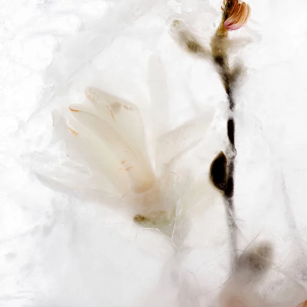 Beautiful Flowers White Blooming Magnolia Transparent Ice Block Frozen Beauty — Stockfoto