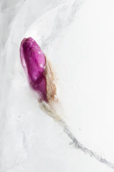 Beautiful Purple Flower Bud Magnolia Transparent Ice Block Frozen Beauty — Stock Photo, Image