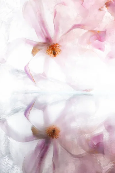 Beautiful Flowers Pink Blooming Magnolia Transparent Ice Block Frozen Beauty — Stockfoto