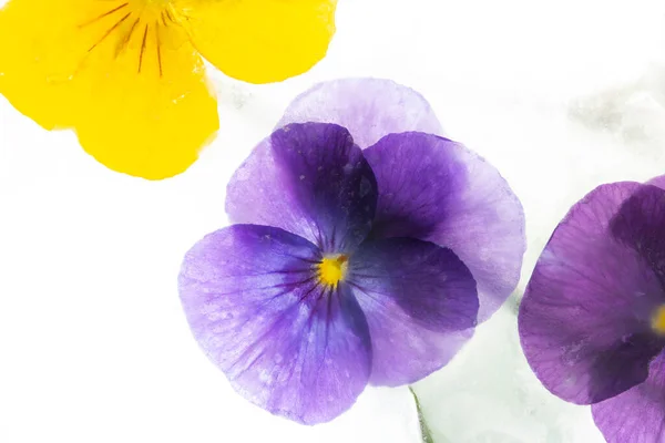 Background Mixed Colours Pansy Flowers Grape Hyacinth Ice Flat Lay — Stock Photo, Image