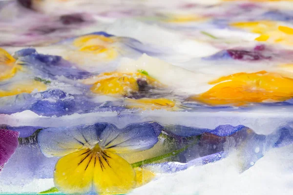 Bakgrund Blandade Färger Penstiga Blommor Och Druva Hyacint Platt Låg — Stockfoto