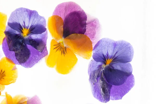 Achtergrond Van Gemengde Kleuren Van Mieterige Bloemen Druivenhyacint Ijs Vlakke — Stockfoto