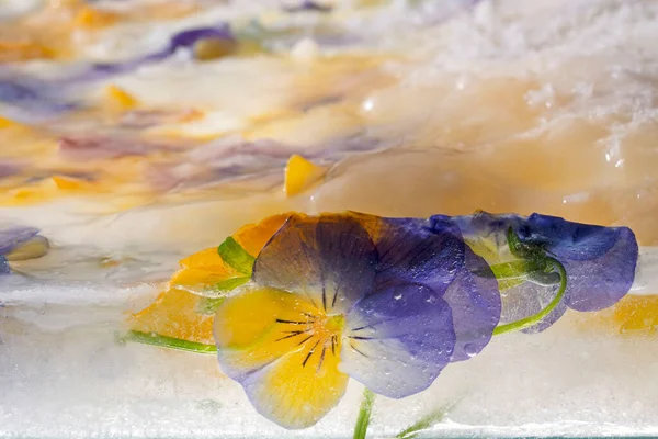 氷の中でパンジーの花やブドウのヒヤシンスの混合色の背景 シーズンカードのフラットレイコンセプト 高品質の写真 — ストック写真