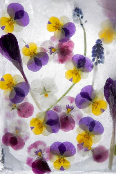 Background Mixed Colours Pansy Flowers Crocus Grape Hyacinth Ice Flat — Stock Photo, Image