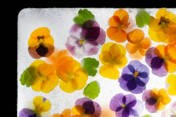 Achtergrond Van Gemengde Kleuren Van Mieterige Bloemen Druivenhyacint Ijs Vlakke — Stockfoto