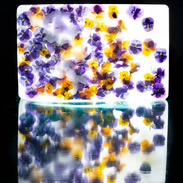 氷の中でパンジーの花やブドウのヒヤシンスの混合色の背景 シーズンカードのフラットレイコンセプト 高品質の写真 — ストック写真
