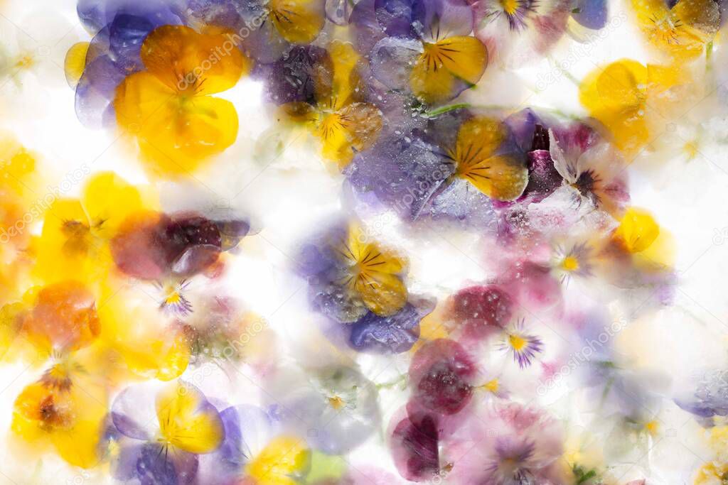 Background of mixed colours of pansy flowers and grape hyacinth in ice. Flat lay consept for season card. High quality photo