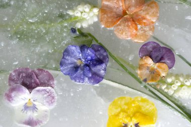 Karmaşık renkte nonoş çiçekleri ve buzlu üzüm sümbülü arka planı. Sezon kartı için kutsanmış yatıyordu. Yüksek kalite fotoğraf