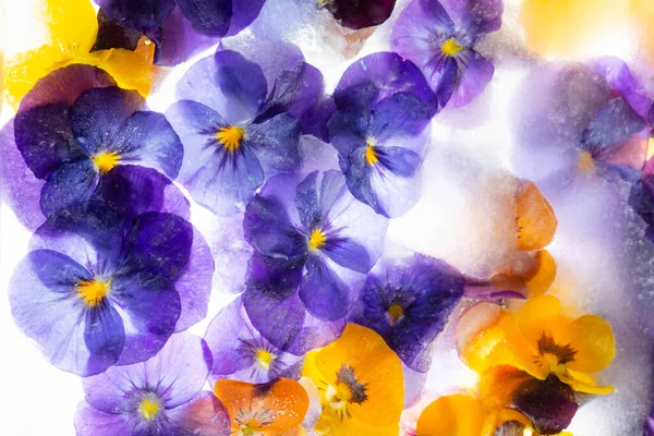 Background Mixed Colours Pansy Flowers Grape Hyacinth Ice Flat Lay — Stockfoto