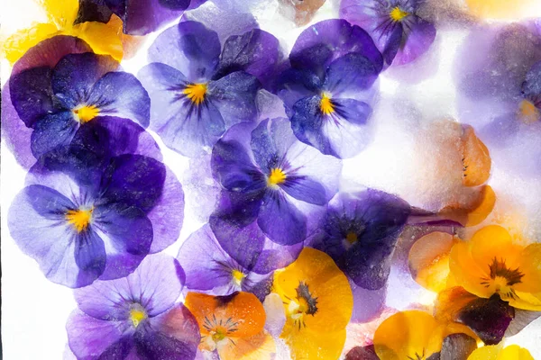 Background Mixed Colours Pansy Flowers Grape Hyacinth Ice Flat Lay — Stock Photo, Image