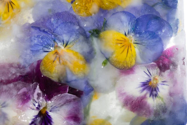 Achtergrond Van Gemengde Kleuren Van Mieterige Bloemen Druivenhyacint Ijs Vlakke — Stockfoto