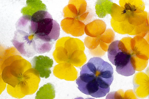 Achtergrond Van Gemengde Kleuren Van Mieterige Bloemen Druivenhyacint Ijs Vlakke — Stockfoto