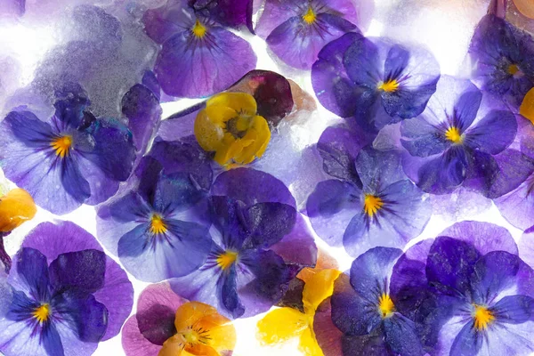 Background Mixed Colours Pansy Flowers Grape Hyacinth Ice Flat Lay — Stockfoto