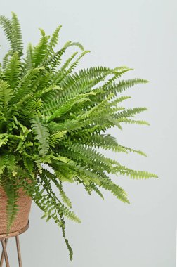 Close-up of Nephrolepis in a pot. Isolated on white background. High quality photo