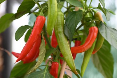 Red and green chili plants, ready for harvest.. High quality photo clipart