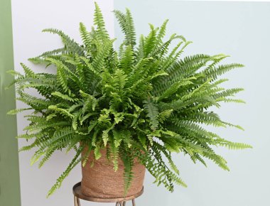 Close-up of Nephrolepis in a pot. Isolated on white background. High quality photo