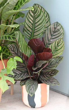 Oturma odasını ya da ofisi dekore etmek için güzel ev bitkileri. Yüksek kalite fotoğraf