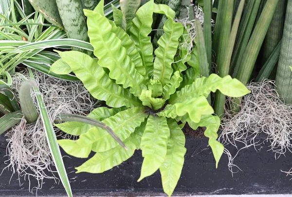 Green Harts Tongue Fern Plant Texture High Quality Photo — Stockfoto