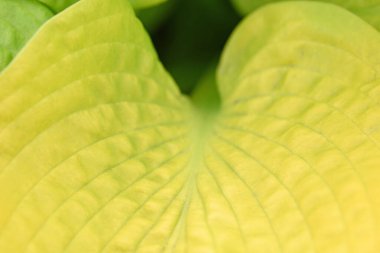 Hosta Funkia, sarı yaprağı kapat. Yüksek kalite fotoğraf