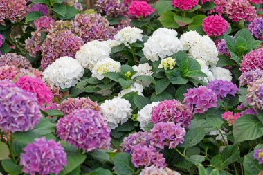 Hydrangea shrub in full flower, White, red and purple. High quality photo