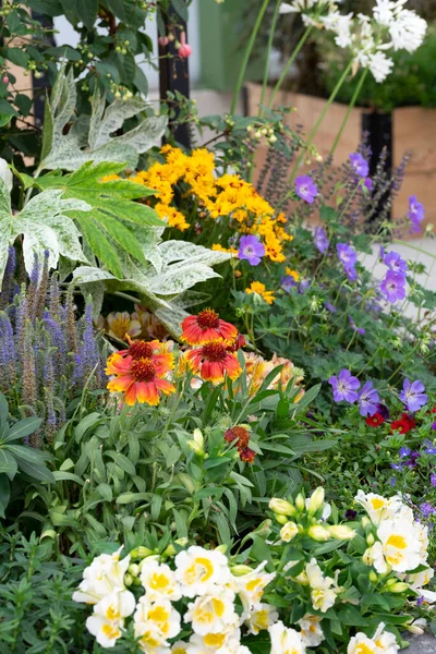 Multicolored Flowers Flower Zinnia Gardening Home Garden Flower Bed High — Stock Photo, Image