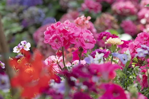 Planter Red Geranium Purple Surfinia High Quality Photo — Fotografia de Stock