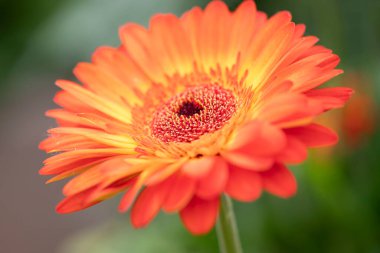Güzel turuncu bir Gerbera Çiçeği 'ne yaklaş. Yüksek kalite fotoğraf