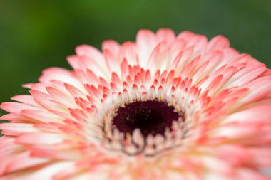 Seçici odaklı pembe gerbera çiçeği, makro... yüksek kaliteli fotoğraf.