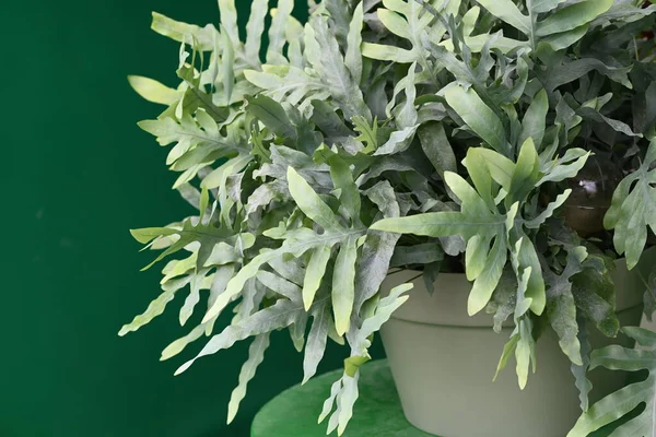 Blue Star Fern Phlebodium aureum house plant. High quality photo