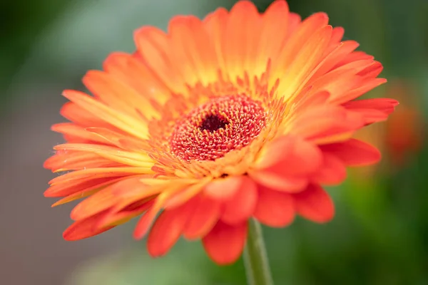 Κοντινό Πλάνο Ενός Όμορφου Πορτοκαλιού Gerbera Flower Υψηλής Ποιότητας Φωτογραφία — Φωτογραφία Αρχείου