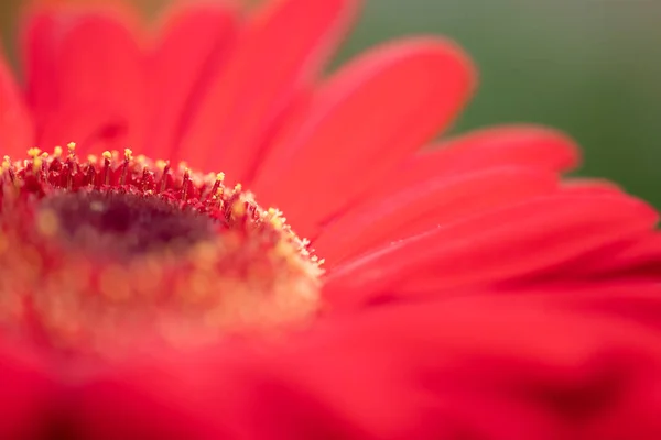 Gerbera Transvaal Daisy Red Color Flower Used Flower Decorations High — Foto Stock