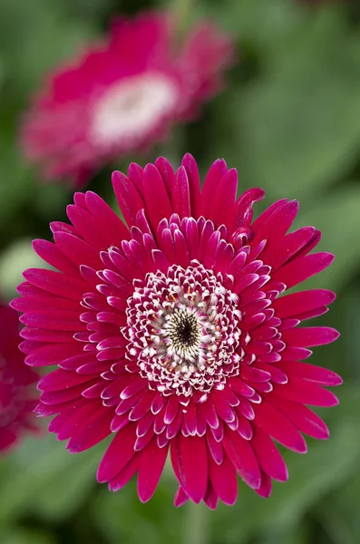 Gerbera Transvaal Sedmikráska Červená Barva Květiny Používá Květinové Dekorace Kvalitní — Stock fotografie