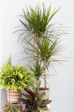 Dracaena Marginata diğer ev bitkileriyle oturma odasında. Yüksek kalite fotoğraf