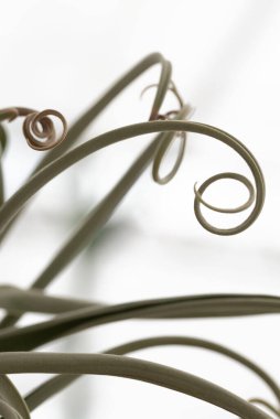 Tillandsia hava santralleri. Yaratıcı asgari bahçe konsepti. Tillandsia Brachycaulos. Yüksek kalite fotoğraf