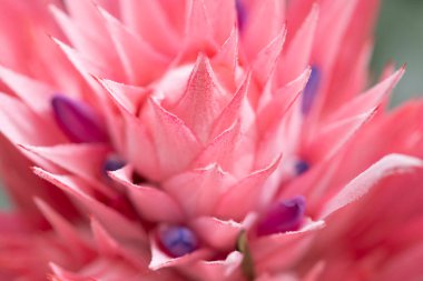 Bromeliaceae ailesinden Aechmea fasciata. Gümüş vazo ya da vazo bitkisi olarak da bilinir. Yüksek kalite fotoğraf