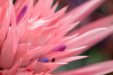 Bromeliaceae ailesinden Aechmea fasciata. Gümüş vazo ya da vazo bitkisi olarak da bilinir. Yüksek kalite fotoğraf