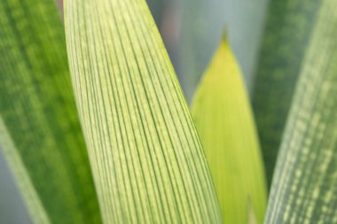 Yeşil yapraklı Bromeliacea bitkisi, yakın plan. Yüksek kalite fotoğraf