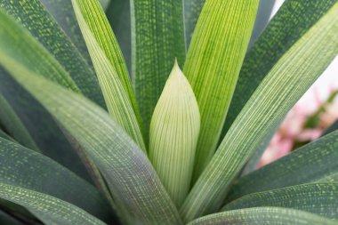 Yeşil yapraklı Bromeliacea bitkisi, yakın plan. Yüksek kalite fotoğraf