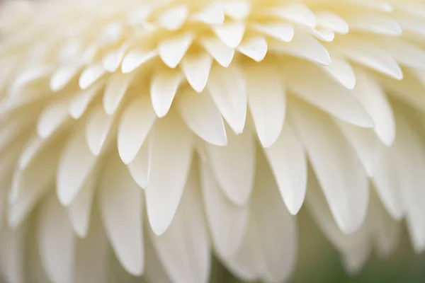 Bílá Gerbera Sedmikráska Makro Fotografie Zblízka Vysoce Kvalitní Fotografie — Stock fotografie